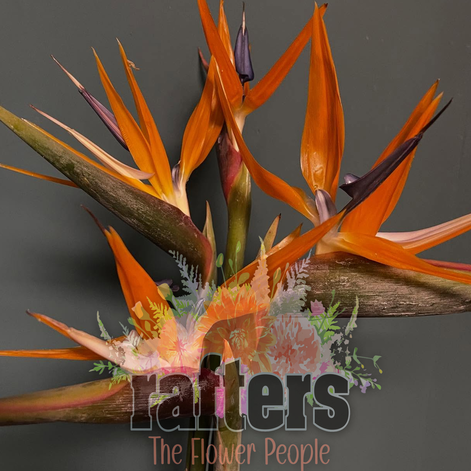 Same Day Flowers Driffield